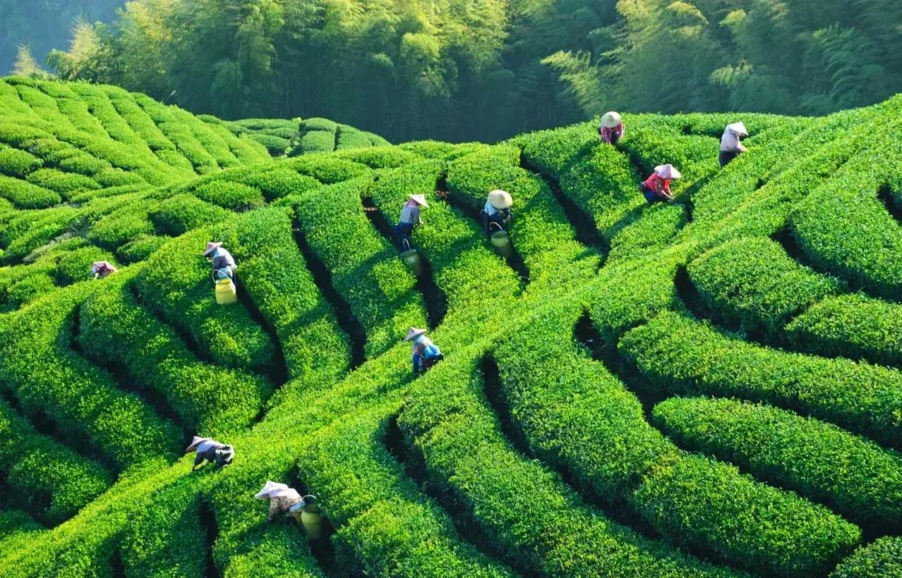 从达沃斯到“东方茶都”：对标瑞士小镇转型，擘画“十五五”中国茶产业县域高质量发展新蓝图